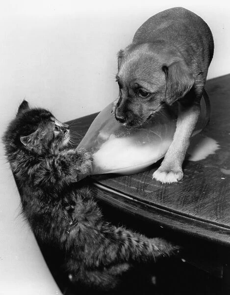 Tabby kitten and puppy on a table