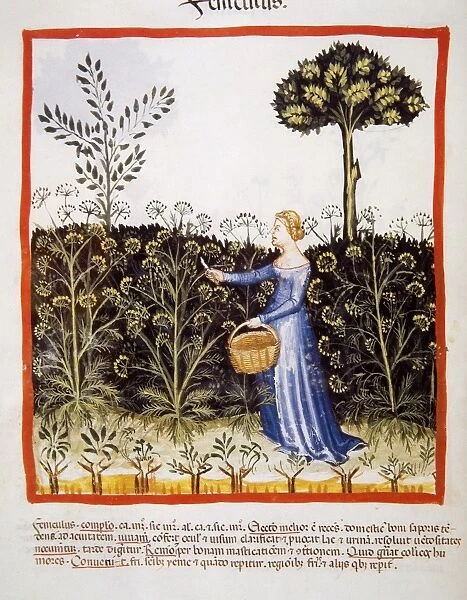 Tacuinum Sanitatis. Late 14th century. Peasant picking fenne