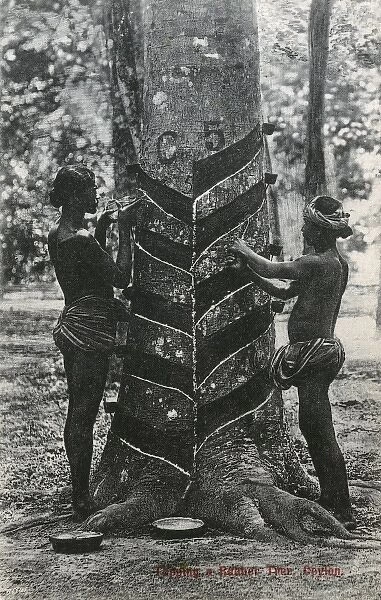Tapping a rubber tree in Sri Lanka