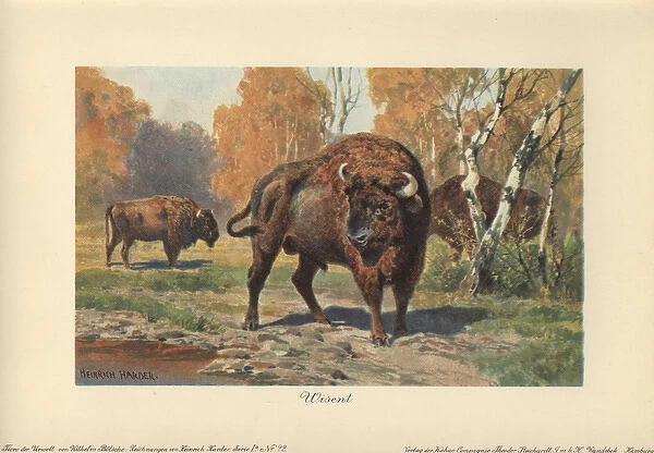 The wisent (Bison bonasus) or European bison