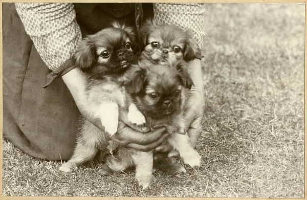 Woman with three Pekingese puppies in a garden