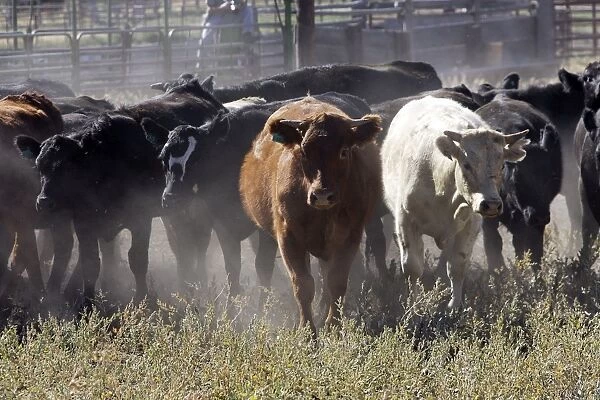 Angus  /  Charolais Cattle. Ponderosa Ranch - Seneca - Oregon - USA