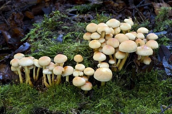 Fungi - Emerging Sulphur Tufts - Nap Wood Nature Reserve - East Sussex - October - Habitat in dense clusters on stumps of deciduous and coniferous trees- Not edible