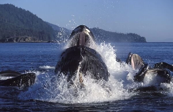 Humpback whale - Cooperative feeding (Bubble net feeding) Southeast Alaska DA 584