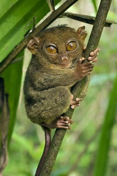 Philippine Tarsier hides and rests on his 'perching site' in a typical habitat of undergrowth in a dense secondary tropical rainforest near PTFI (Philippine Tarsier Foundation Incorporated)
