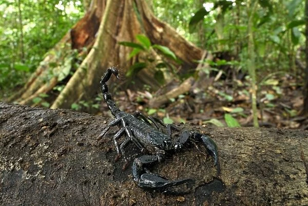 Scorpion - Danum Valley Conservation Area - Sabah - Borneo - Malaysia