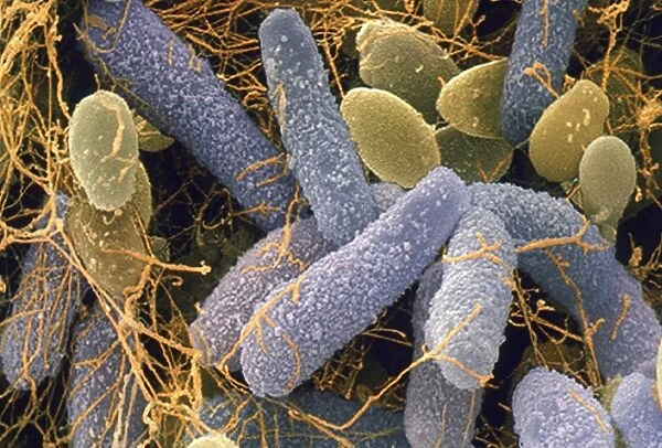 Acetobacter and Schizosaccharomyces
