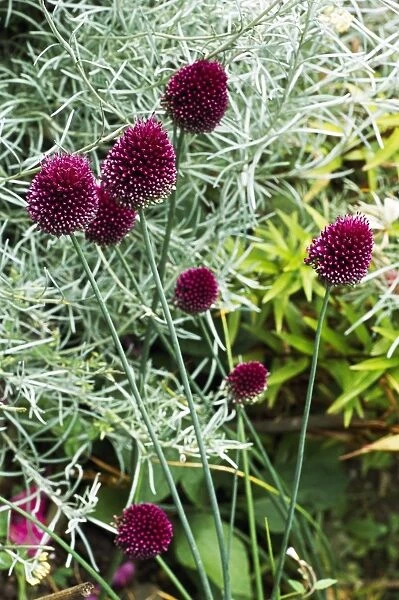Allium sphaerocephalum flowers