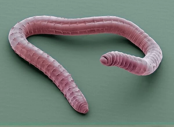Annelid worm, SEM C014  /  1428