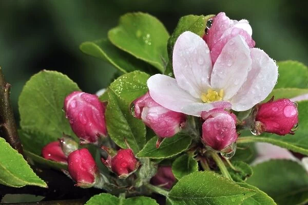Apple (Malus domestica) blossom