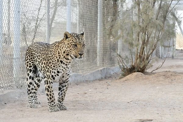 Arabian leopard, Israel