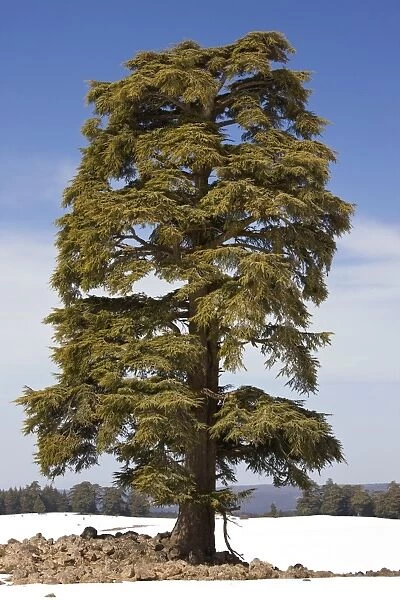 Atlas Cedar (Cedrus atlantica)