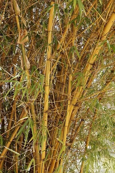 Bamboo plant C013  /  9485