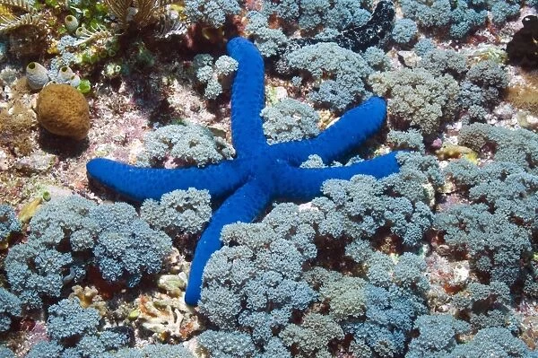 Blue linckia starfish C014  /  2929