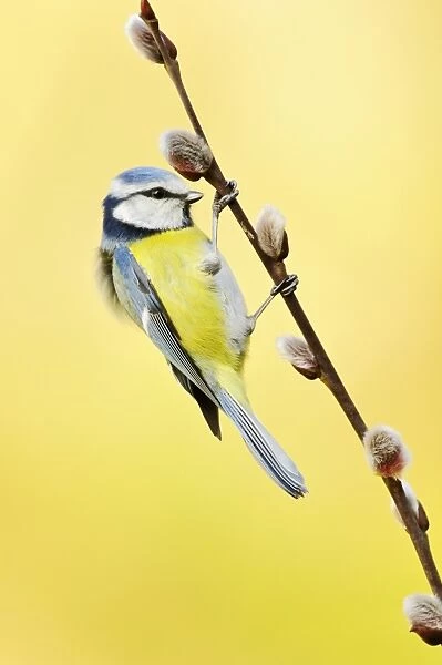 Blue tit on pussy willow C018  /  0886