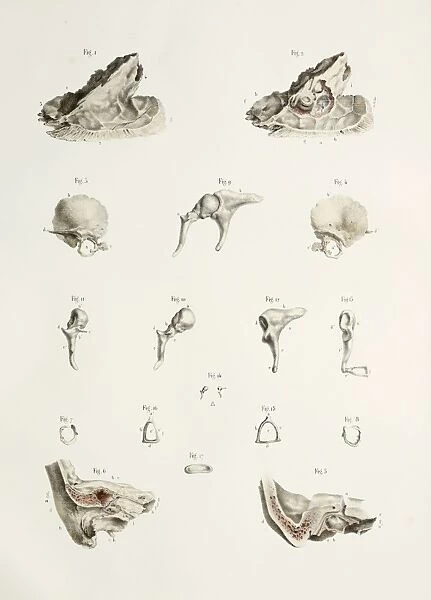 Bones of the middle ear, 1844 artwork