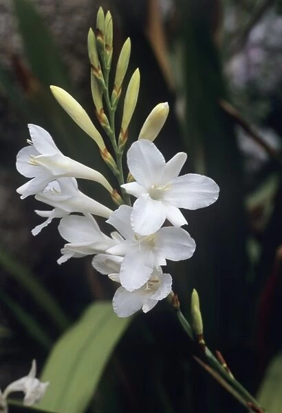 Cape bugle-lily Ardernes White