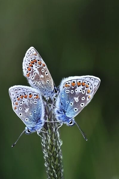 Common Blue Butterflies