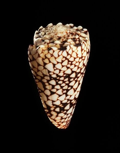 Cone shell C019  /  1309