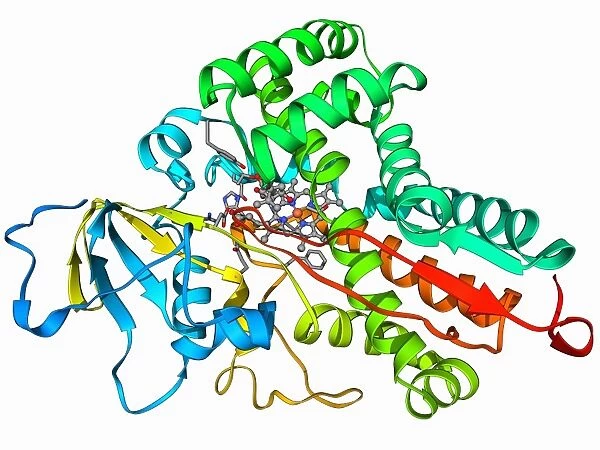 Cytochrome P450 F006  /  9437