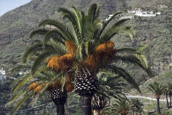 Date palms (Phoenix dactylifera)