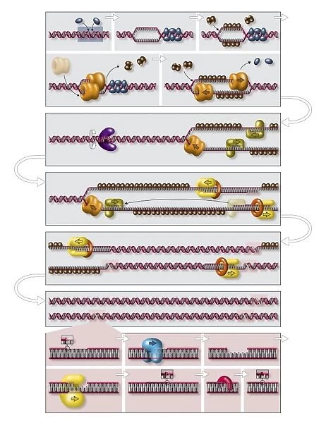 DNA replication process, diagram