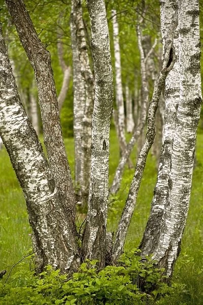 Downy Birch (Betula)
