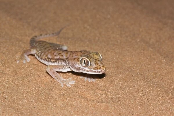 dune gecko (Stenodactylus petrii)