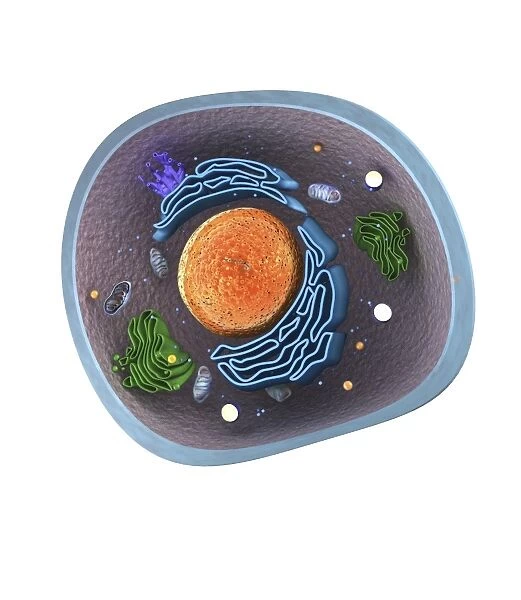 Eukaryote cell, artwork C016  /  6260