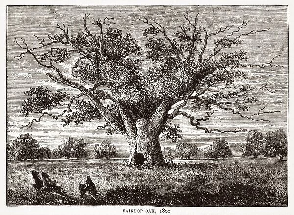 The Fairlop Oak, Hainault Forest, 1800 C015  /  6067