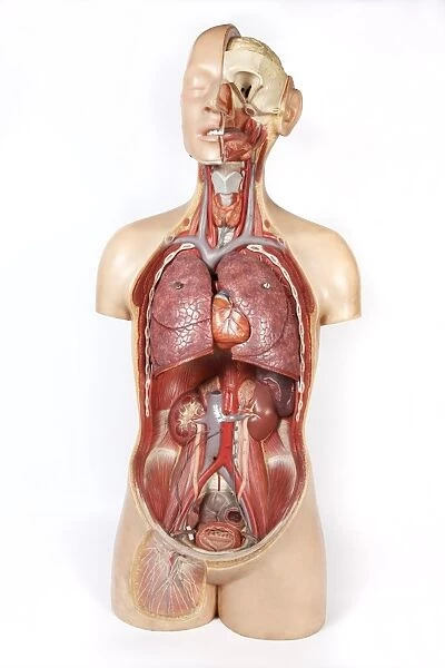 Female anatomy, historical model