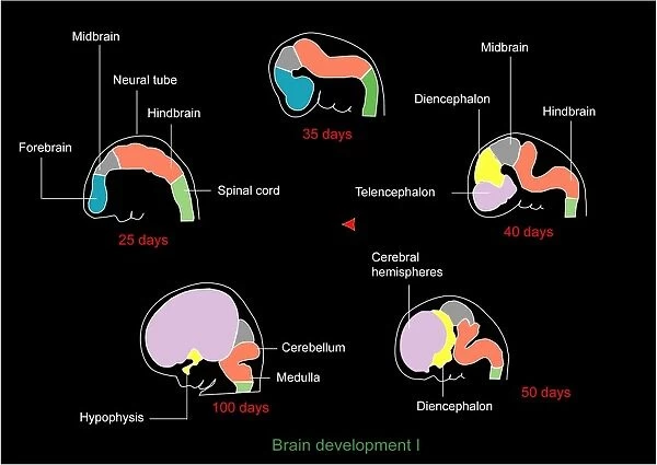 Foetal brain development, artwork