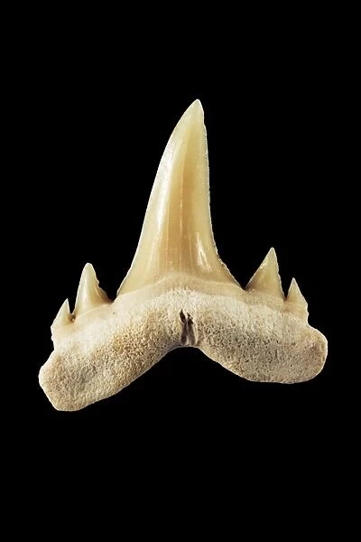 Fossil shark tooth C002  /  2280