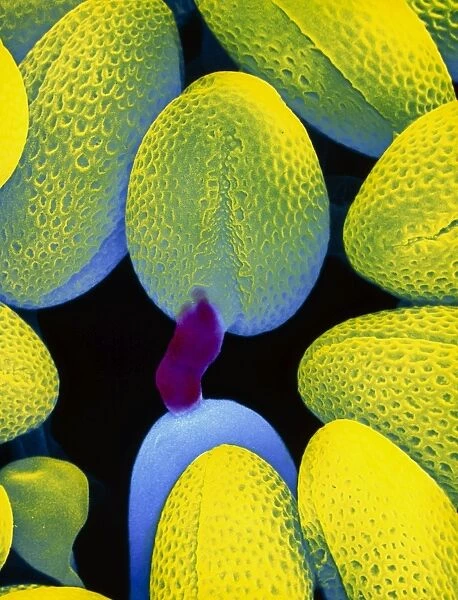 Germination of turnip pollen