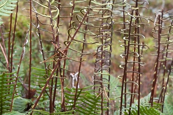 Hard ferns (Blechnum spicant)