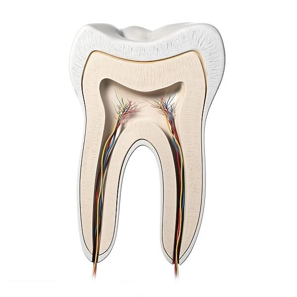 Healthy tooth, artwork F007  /  6342