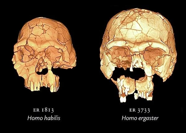 Hominid skulls, 3D computer images