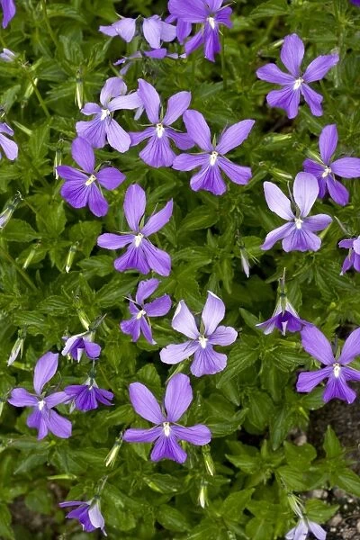 Horned Pansy (Viola cornuta)