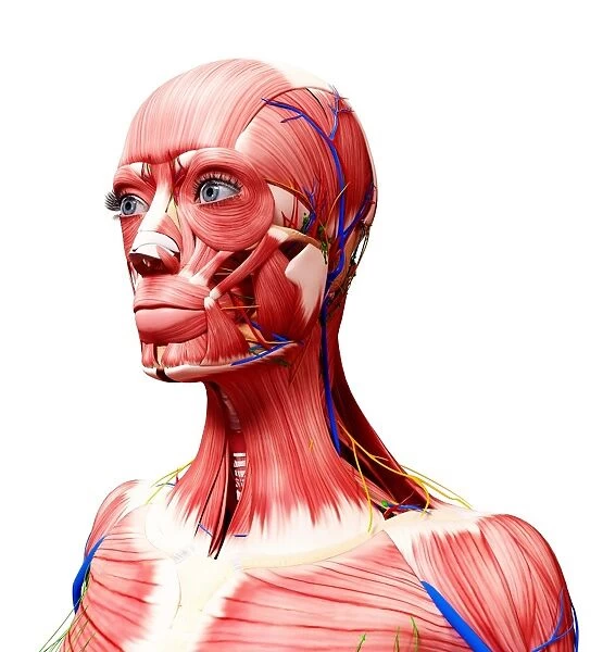 Human anatomy, artwork F007  /  3471