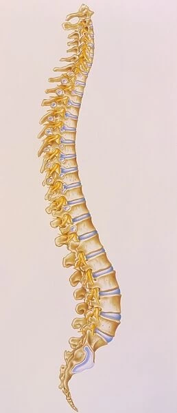 Illustration of the human spine