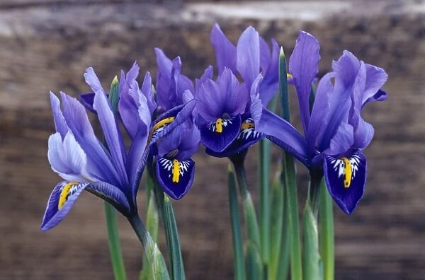 Iris Joyce flowers