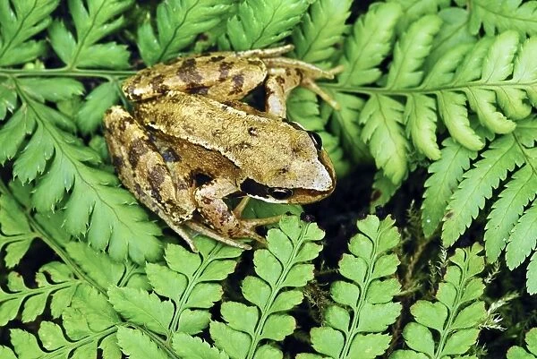 Juvenile common frog