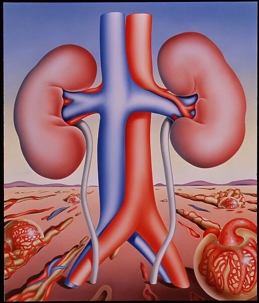 Kidneys. Illustration of the human kidneys