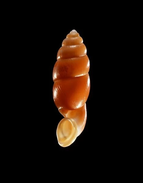 Land snail shell C019  /  1359