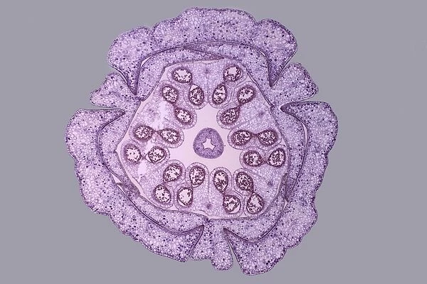 Lily flower bud, light micrograph