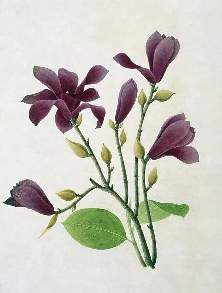 Magnolia liliiflora, 19th-century artwork C016  /  5316