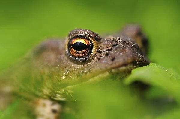 Male common toad
