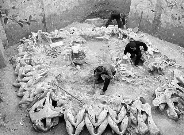 Mammoth bone hut excavation, Ukraine