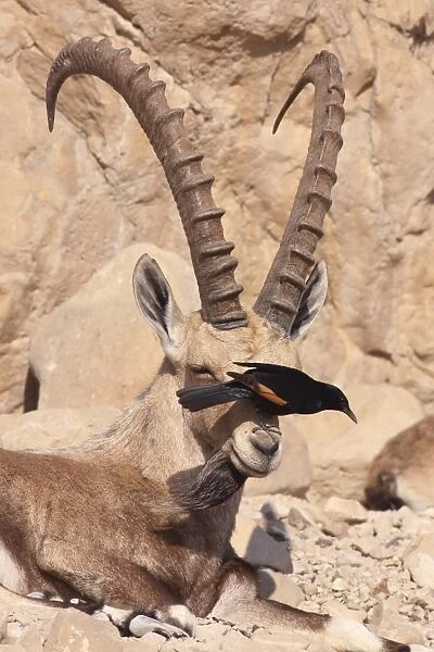 Nubian Ibex and Tristrams Starling