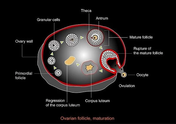 Ovarian cycle, artwork